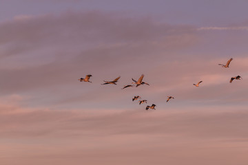 Sandhill Cranes in Flight at Sunrise