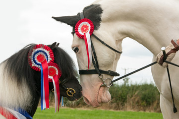 Two ponies nose to nose & displaying their rosettes  - obrazy, fototapety, plakaty