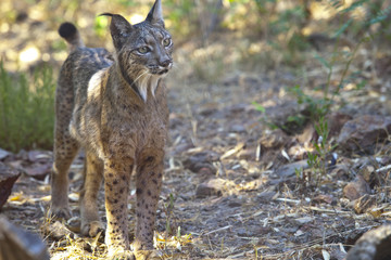 Naklejka premium Iberian lynx on alert