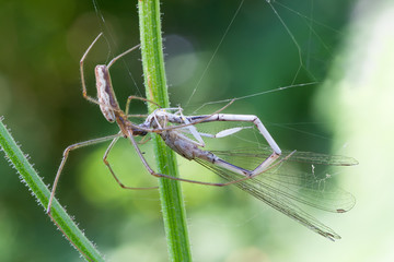 hunter spider