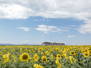 Obraz premium Three houses on a field of sunflowers