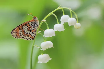 Papier Peint photo Lavable Muguet Lilly of the valley with butterfly Glanville Fritillary - Melitaea cinxia