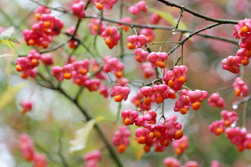 Fototapeta na wymiar Euonymus europaeus, known as spindle, and also as European spindle and common spindle