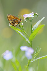 Heath fritillary - Melitaea athalia