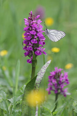 Black-veined White butterfly, Aporia crataegi and Heath Spotted Orchid or Moorland Spotted Orchid (Dactylorhiza maculata)