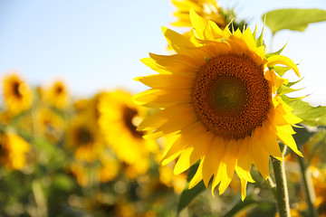 Sunflower in Field on Summer Day