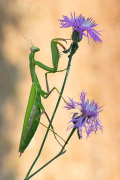 Mantis religiosa