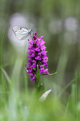 Black-veined White butterfly, Aporia crataegi and Heath Spotted Orchid or Moorland Spotted Orchid (Dactylorhiza maculata)