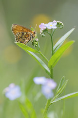 Heath fritillary - Melitaea athalia