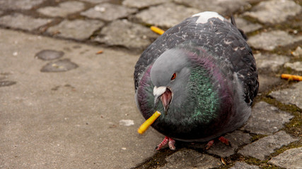 Gołąb zjada paluszki © adamcygan