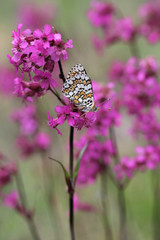 Pink flowers with with butterfly Glanville Fritillary - Melitaea cinxia