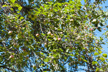 tree branch with yellow and pink apples in orchard