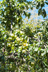 green tree branch with ripe yellow apple fruits