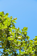 green twig with ripe yellow apple with blue sky