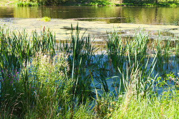 pond overgrown with slime and duckweed