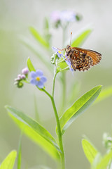 Heath fritillary - Melitaea athalia