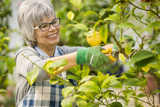 Taking Care Of Lemon Tree