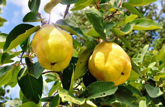 Two quinces
