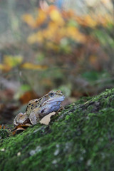 A edible frog, also known as the Common Water Frog