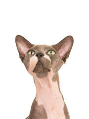 cute sphinx cat looking up isolated on a white background