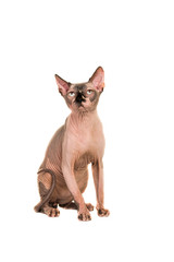 Pretty sitting sphinx naked cat  on a white background