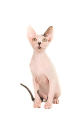 cute sphynx naked young cat sitting and looking up isolated on a white background
