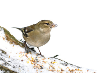 Female finch eating in the snow on a white background
