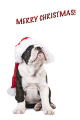 Cute english bulldog puppy wearing santa's hat and lyrics merry christmas on a white background