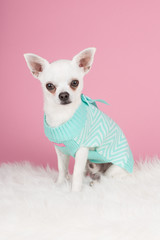 White chihuahua dog wearing a green sweater on a pink background