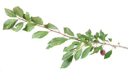 Blackthorn branch with fruits and leaves isolated on a white bac