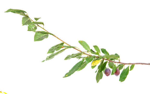 Blackthorn branch with fruits and leaves isolated on a white bac