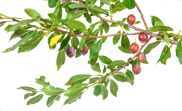 Blackthorn branch with fruits and leaves isolated on a white bac