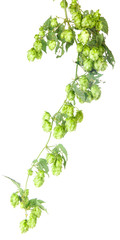 hop leaves on a stem isolated on white background