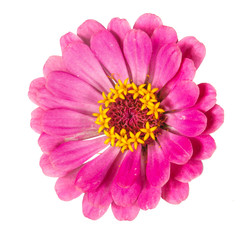 Obraz premium tsinii flower isolated on white background