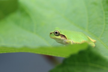 アマガエル