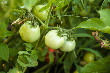 green tomatoes on the bush in the garden of