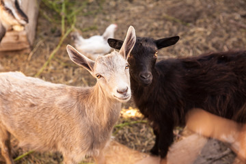 Naklejka na ściany i meble goats in the farmyard in the paddock