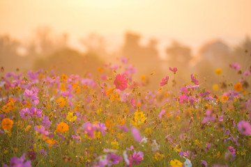 cosmos flower field in the morning - 89733770