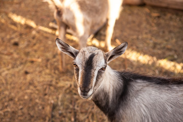 goats in the farmyard in the paddock