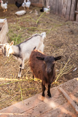 Fototapeta premium goats in the farmyard in the paddock