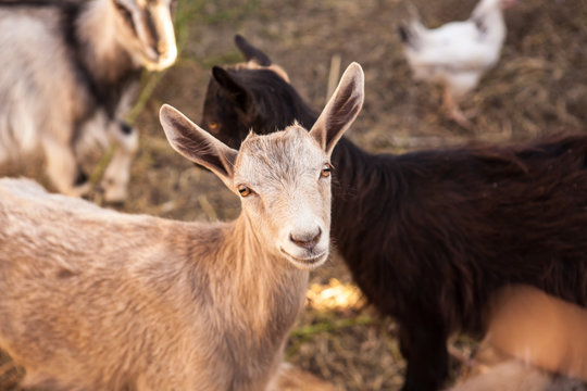goats in the farmyard in the paddock