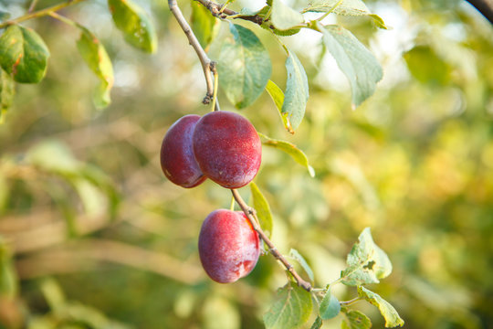 Ripe plums on the tree branch
