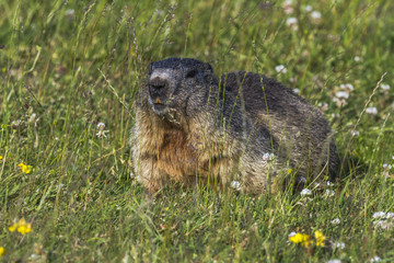 Murmeltier (Marmota)