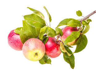 ripe apples on a branch isolated on white background © toomler