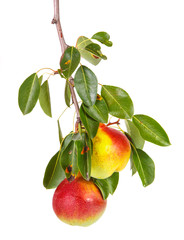 ripe pears on the branch isolated on white background