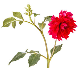 dahlia flower isolated on white background