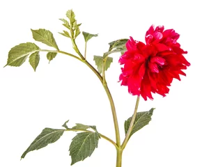 Wall murals Dahlia dahlia flower isolated on white background
