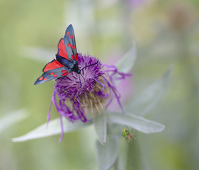 Insecte