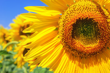 Obraz premium Yellow sunflower in bright sun on a field of sunflowers. Selective focus.
