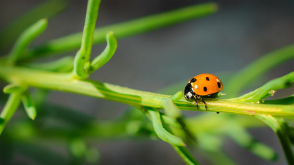 Obraz premium Ladybug on grass green on background.